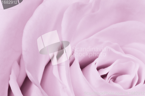 Image of violet rose close up