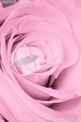 Image of pink rose close up