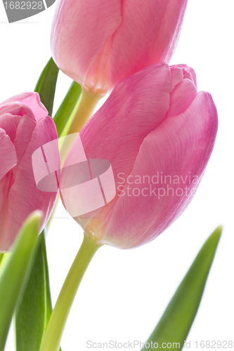 Image of pink tulips