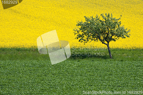 Image of rape field