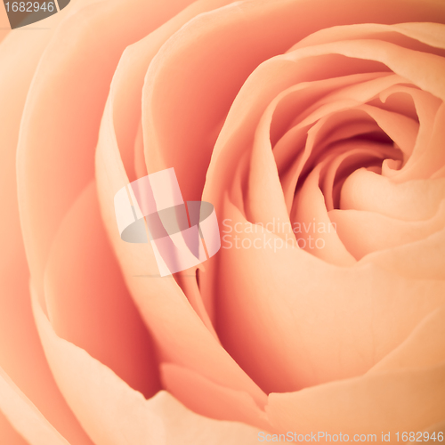 Image of orange rose macro