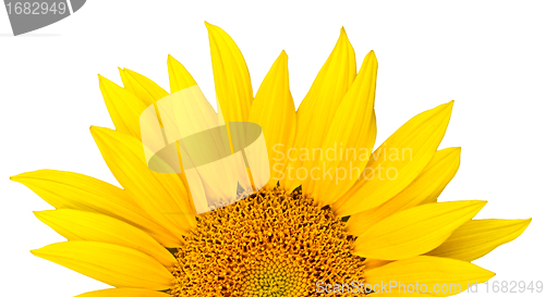 Image of sunflower