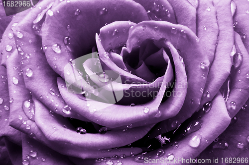 Image of violet rose