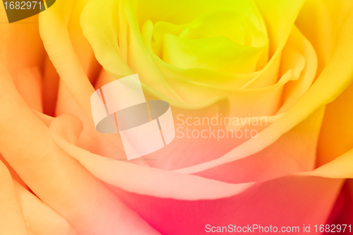 Image of multicolor rose