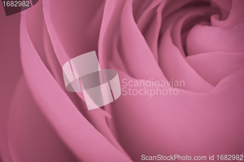 Image of pink rose macro