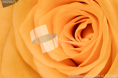 Image of orange rose close up