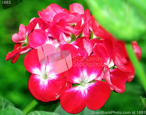 Image of Red it
