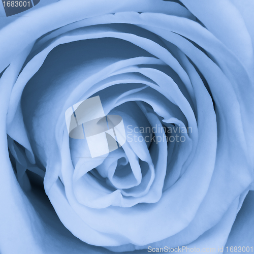 Image of blue rose close up