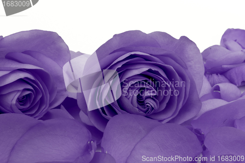 Image of violet rose macro