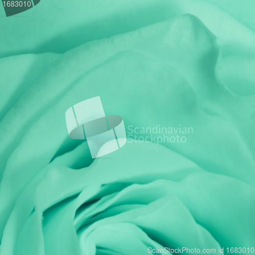Image of green rose close up