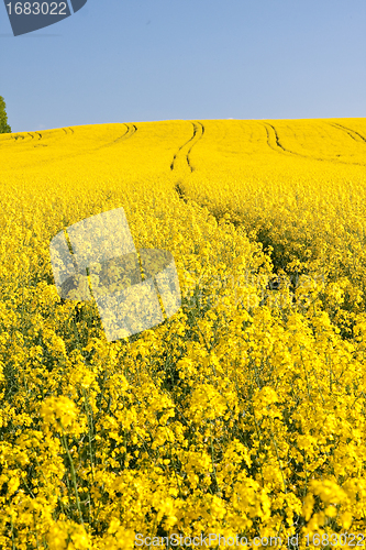 Image of rape field