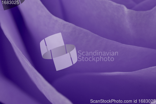 Image of violet rose macro