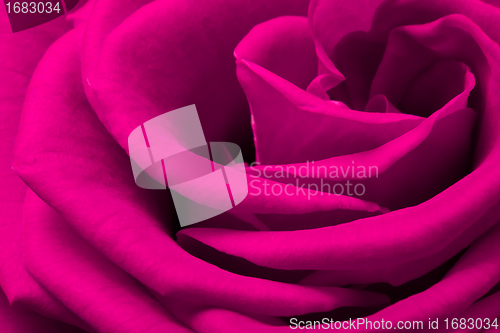 Image of pink rose