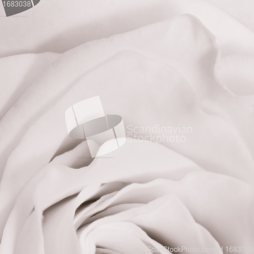 Image of white rose close up