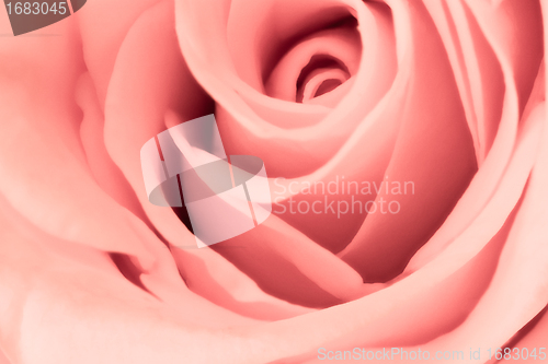 Image of pink rose close up