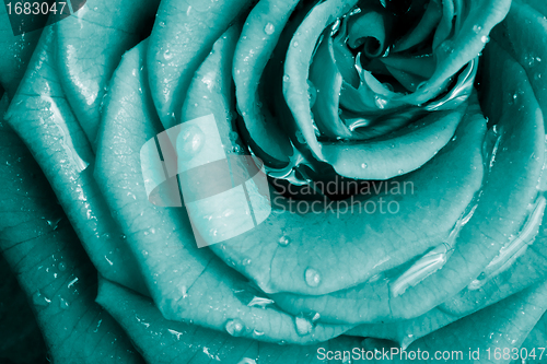 Image of rose petals