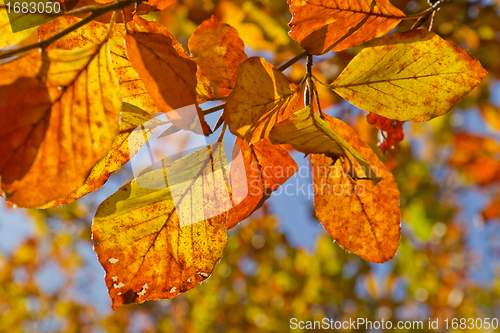 Image of autumn foliage