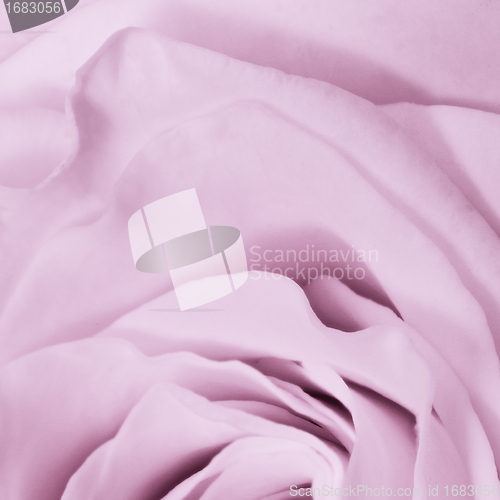 Image of violet rose close up