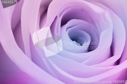 Image of multicolor rose