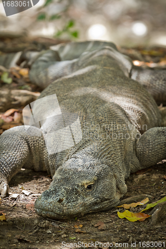 Image of komodo dragon in natural habitat