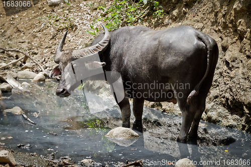 Image of water buffalo