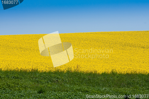 Image of rape field