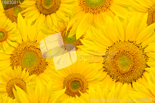 Image of background made of beautiful sunflowers