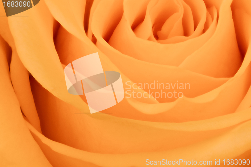 Image of orange rose close up