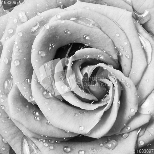 Image of white rose