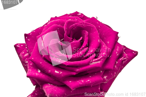 Image of pink rose