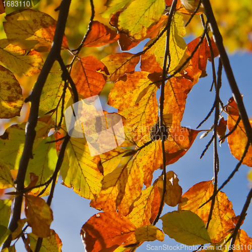 Image of autumn foliage