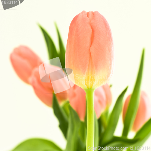 Image of orange tulips