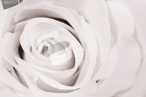Image of white rose close up