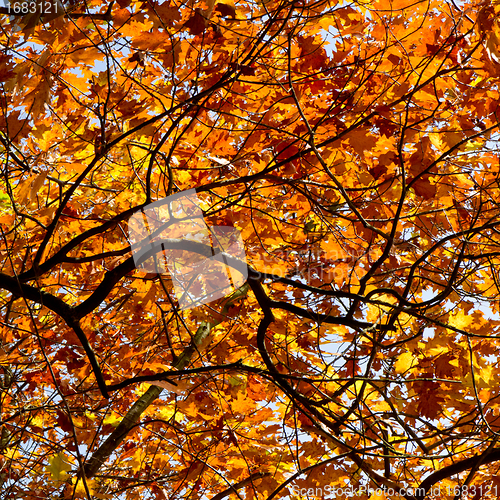 Image of autumn foliage