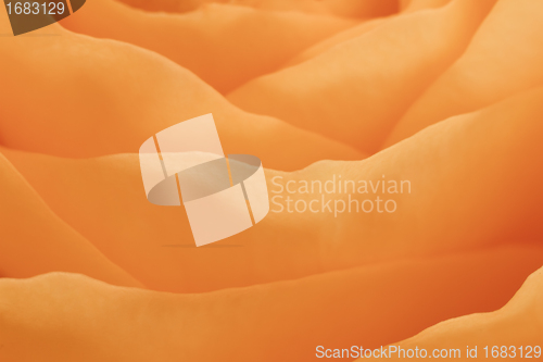 Image of orange rose macro