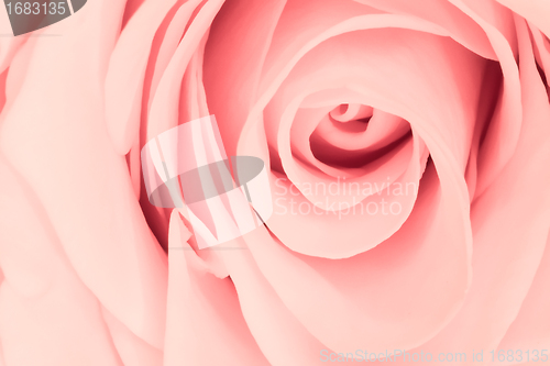 Image of pink rose close up