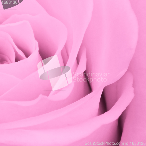 Image of pink rose close up