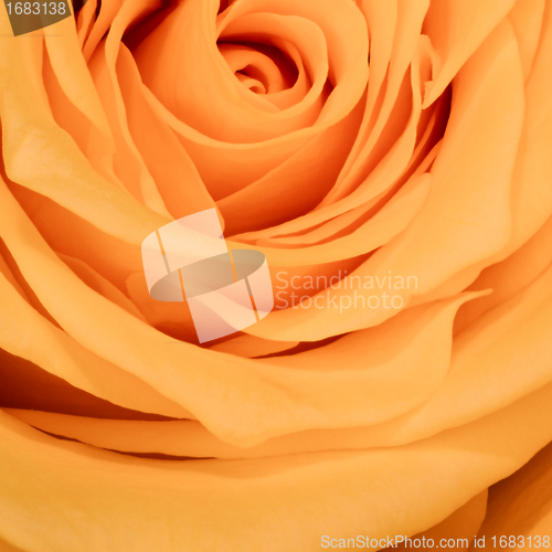 Image of orange rose close up