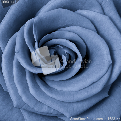 Image of blue rose