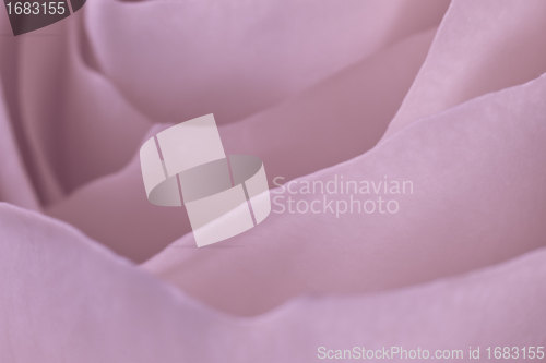 Image of pink rose macro