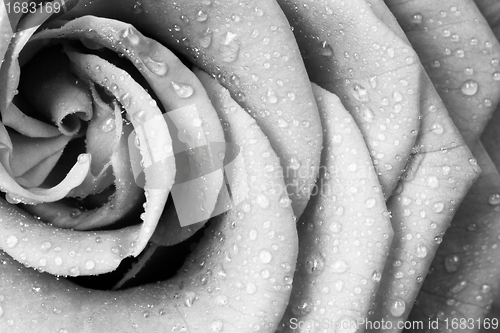Image of white rose