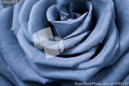 Image of blue rose