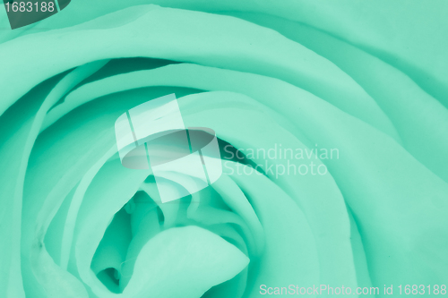 Image of green rose close up