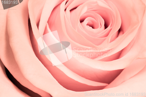 Image of pink rose close up