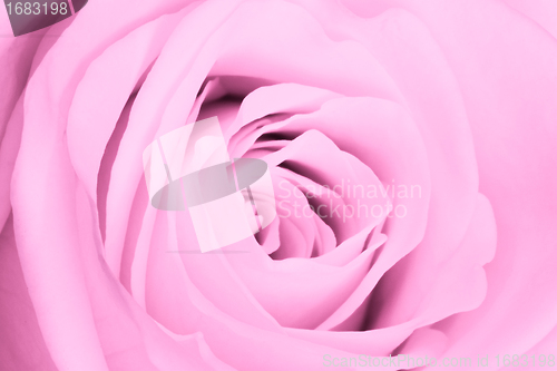 Image of pink rose close up