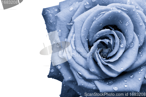 Image of blue rose