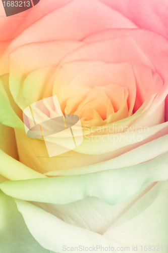 Image of multicolor rose