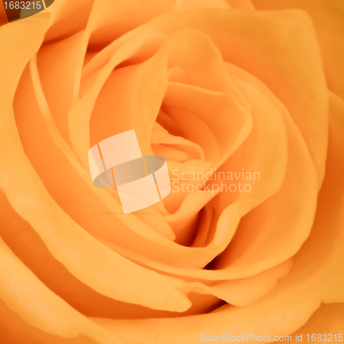 Image of orange rose close up