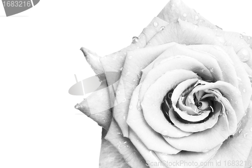 Image of white rose