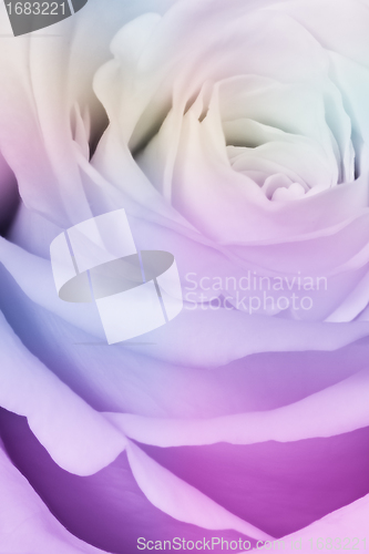 Image of multicolor rose